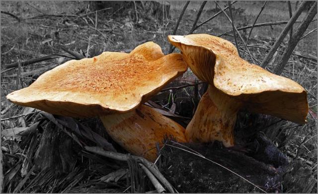 sm 338.jpg - These amazing mushrooms were each about 1 foot across.